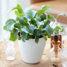 1 x Phlebodium Blue Star |