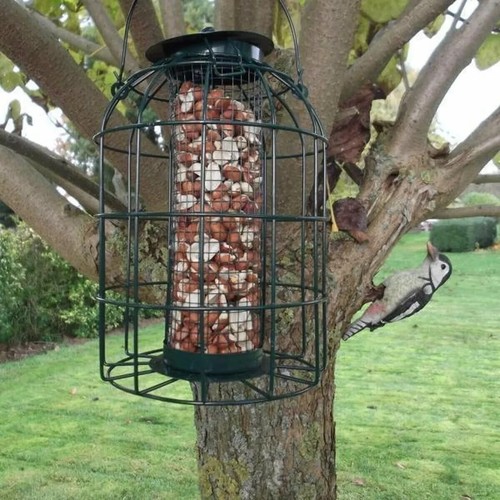 Hanging wild bird - hanging,