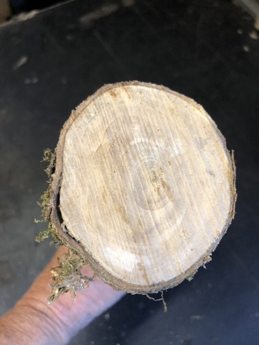 Small piece seasoned fig wood - small,