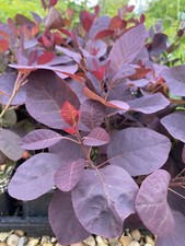 COTINUS SMOKE BUSH ROYAL