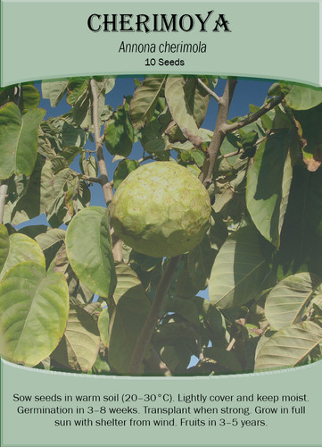 Cherimoya x - cherimoya, cherimola)