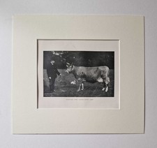 PARSONS Guernsey Cow, 1918