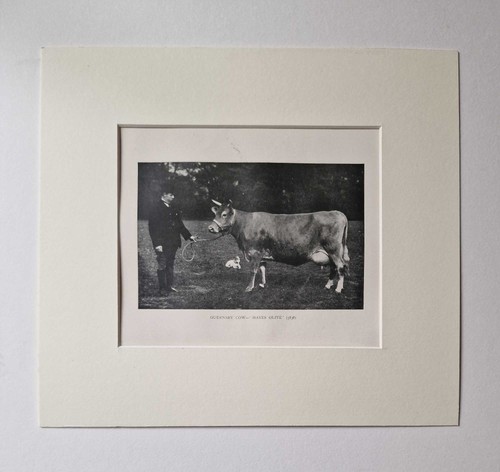 Parsons guernsey cow 1918 - parsons, cow,
