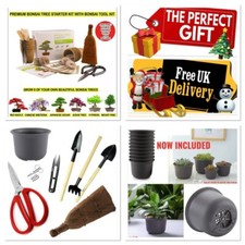 BONSAI TREE KIT - Grow 6