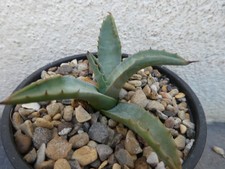 AGAVE PARRYI COUESI, shown in