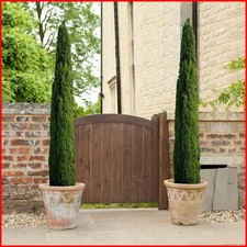 Italian Cypress Trees 3 ft