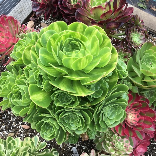 Aeonium maybach cutting - maybach,