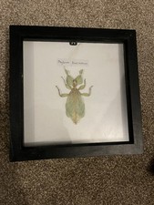 Real leaf insect medium - real,