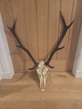 Red Deer Stag Antlers And