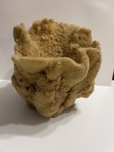 Large natural sea sponge vase - large,