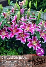 Oriental Lily 'Stargazer'