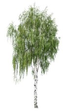 Silver Birch Tree, Betula