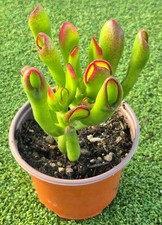 Crassula Ovata 'Red Horn' Large Plant! 7 cm pot.