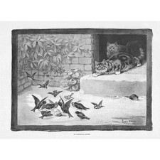 LOUIS WAIN An Unperceived Danger (Cat Stalking Birds) - Antique Print 1890