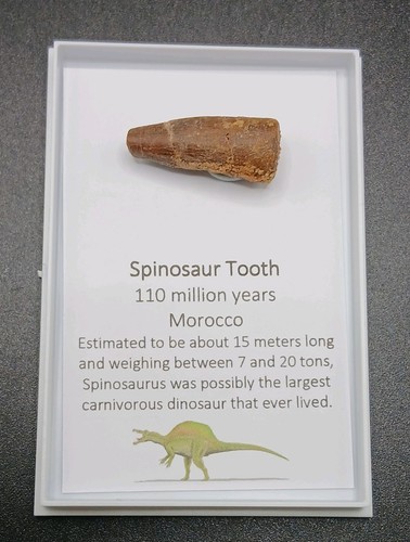 Fossil spinosaur tooth - fossil,