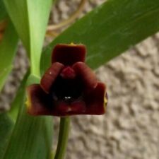 Rare Maxillaria variabilis 'dark' orchid plant FS mounted on cork 