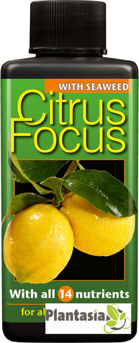 Citrus focus plant - focus,