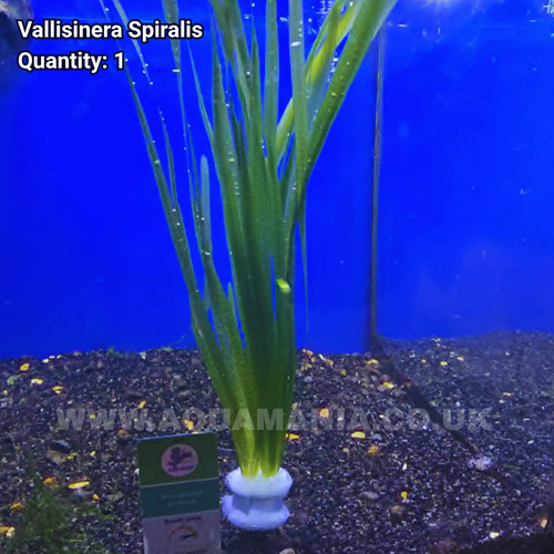 Straight vallis vallisinera - straight,