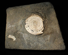 Large white Caloceras display ammonite fossil Jurassic fossils minerals rocks UK