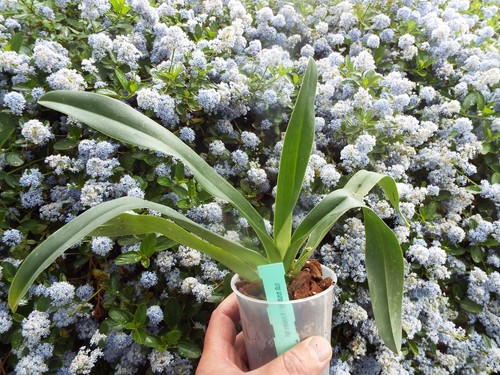 Rare paphiopedilum parishii - rare,