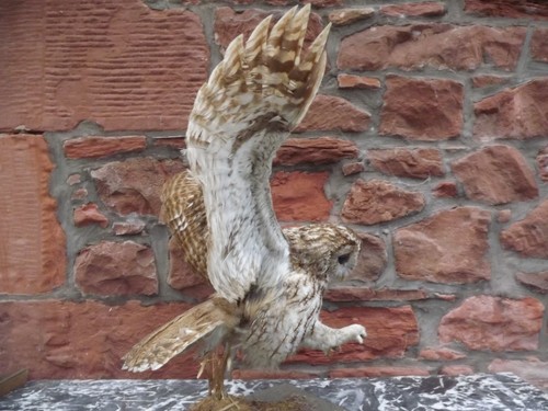 Antique taxidermy tawny owl - antique,
