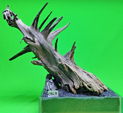 Large corbo root - root, aquarium