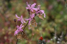 Ragged robin plug plants - ragged,