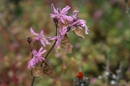 Ragged robin plug - ragged,