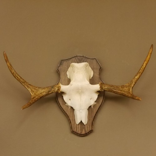 Moose antlers small - moose,