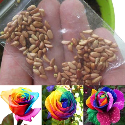 100pcs rare multi colours - 100pcs,