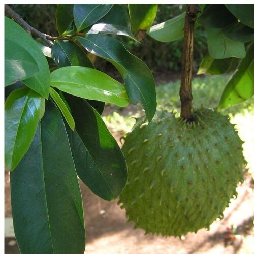 Dried soursop leaves annona - dried,