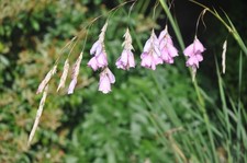 Dierama pulchellum hybrid - dierama,