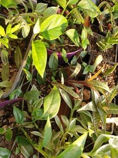 10 indoors House Plants, 10