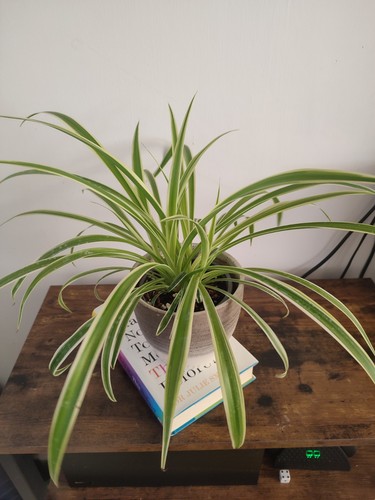 Spider plant houseplants - spider,