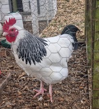 Light Sussex Bantam Farm Fresh