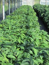 (4) Paw Paw Trees: (Asimina