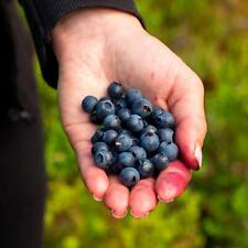 Suttons Wild Blueberry Bilberry Fruit Seed for Pots, Approx. 50 Seeds per Pack