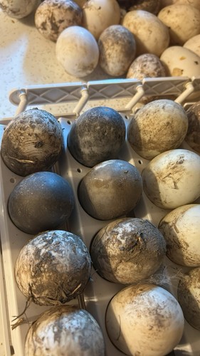 Fertile cayuga duck hatching - cayuga,