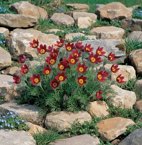 Pulsatilla vulgaris rubra - vulgaris,