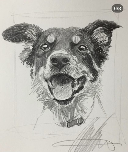 Minute pet portrait dog - minute,