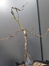 Beech bonsai tree - 'root, over