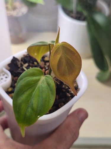 Philodendron micans velvet - philodendron,