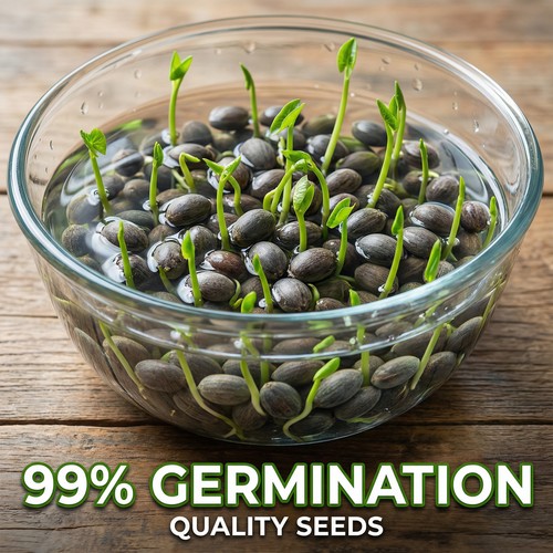 100x lotus seeds aquatic - lotus,