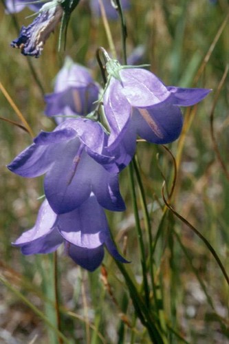 Campanula wild harebell - campanula,