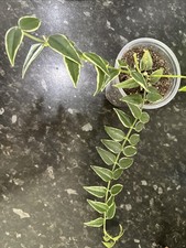 Hoya Bella Albomarginated