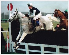 Original Press Photo Horse