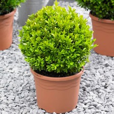Buxus ball 20cm diameter - buxus,
