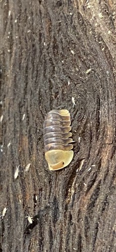 Rubber ducky isopods - rubber,