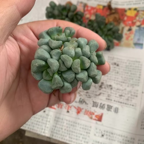 2cm succulent plant aloinopsis - 2cm,