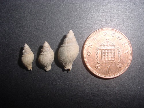 Bartonian eocene - 3,